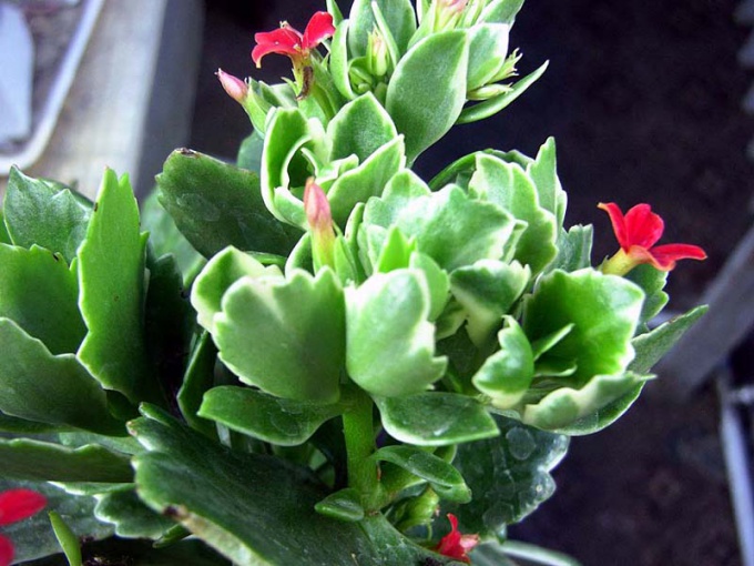 How to water the Kalanchoe