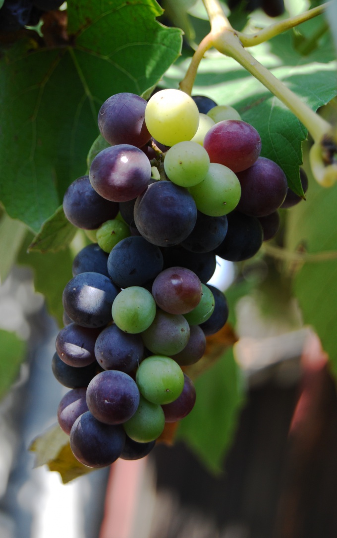 Как сохранить виноград