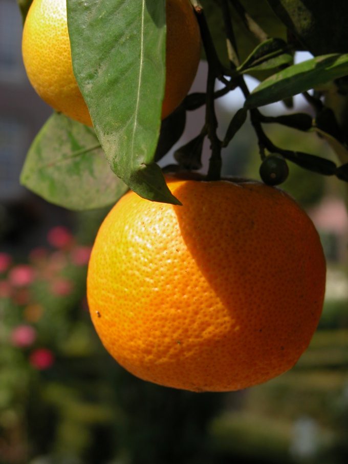 Как вывести пятна от апельсина