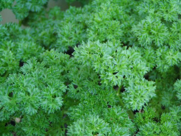 How to prepare a decoction of parsley