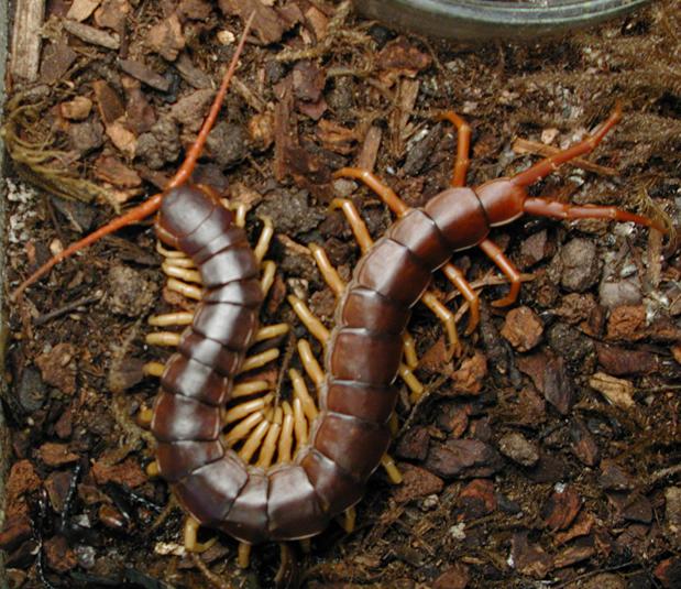 How to destroy a scolopendra