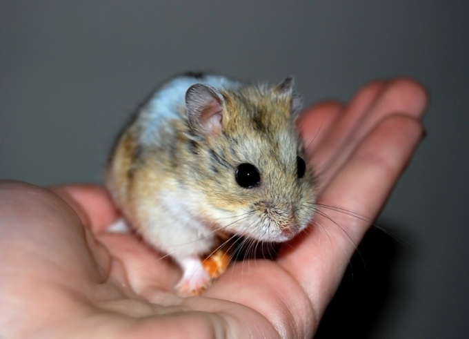 How to wean a hamster bite