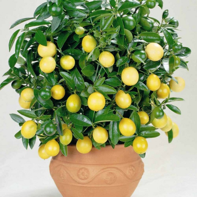 Lemon tree: how to make it to bear fruit