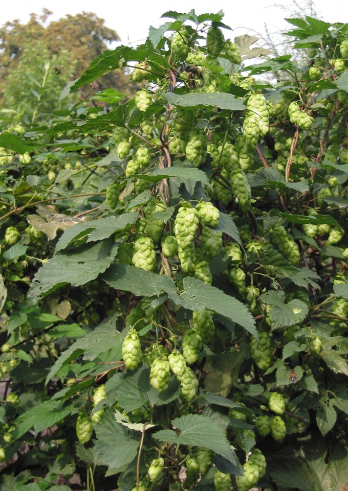 How to plant hops