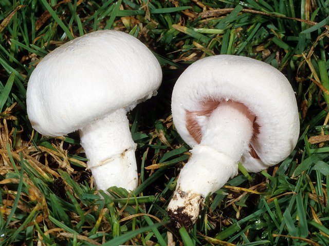Как выращивать грибы в теплицах