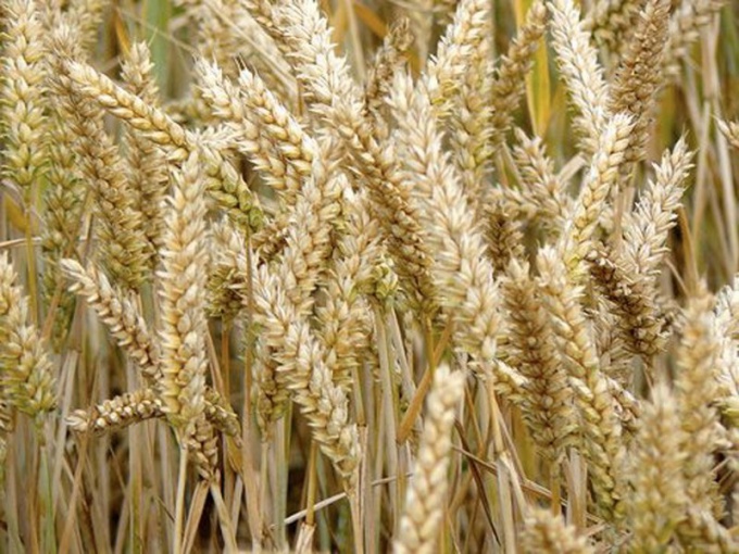 Как отличить рожь от пшеницы