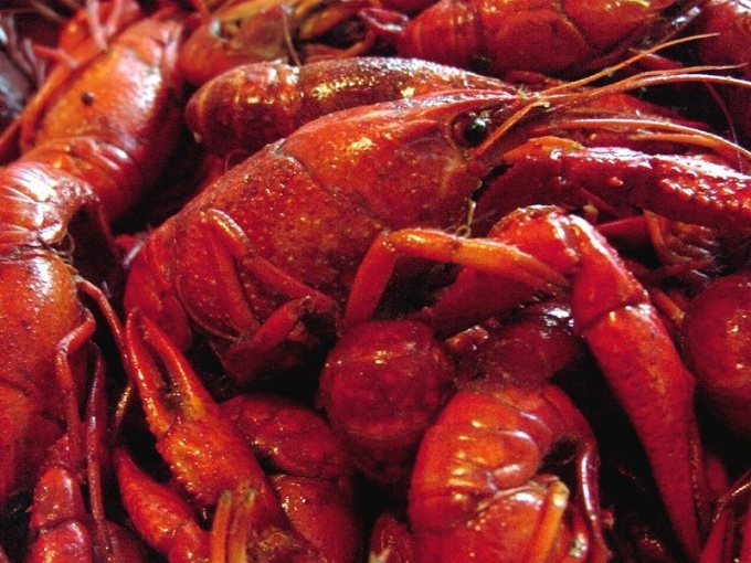 How to choose the crawfish