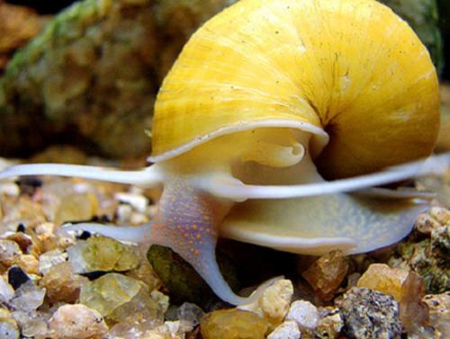 Why the need for snails in the aquarium