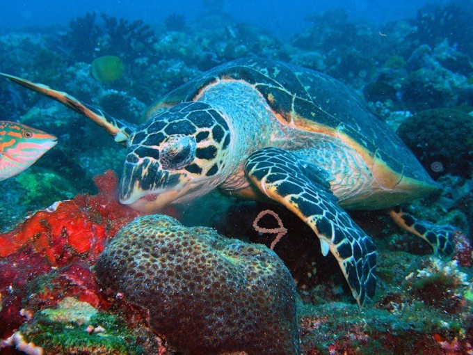 How to feed water turtles