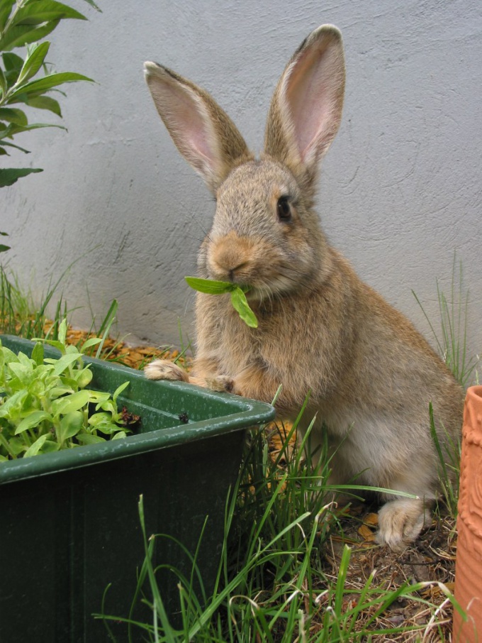 How to start raising rabbits