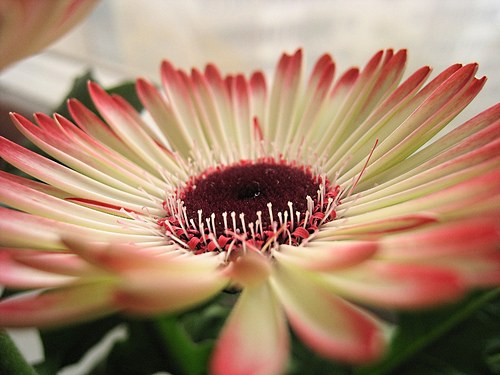 How to water a gerbera