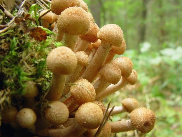 How to boil frozen mushrooms