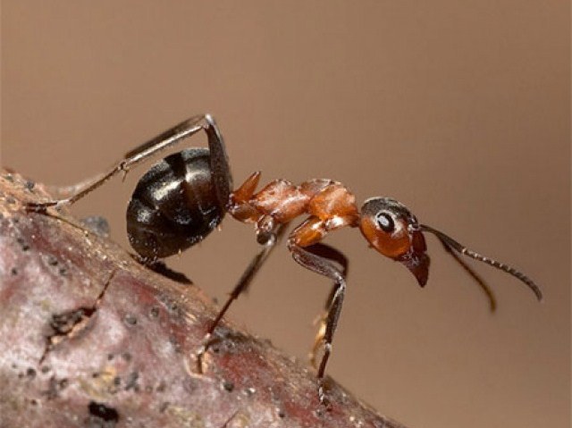 Как вывести красных муравьев