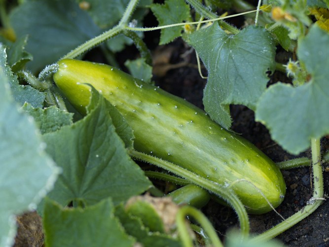 How to sow cucumbers