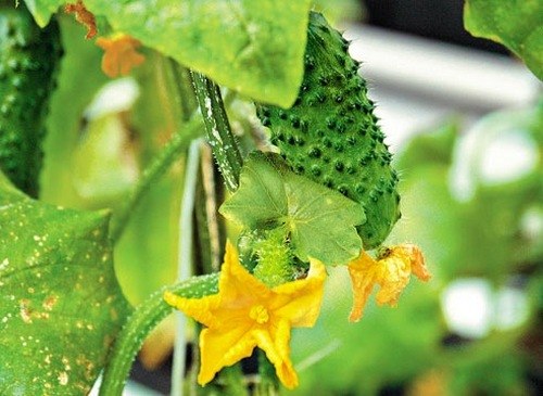 How to grow cucumbers