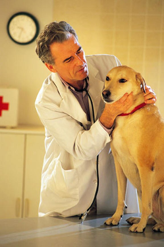 лечение суставов у собак