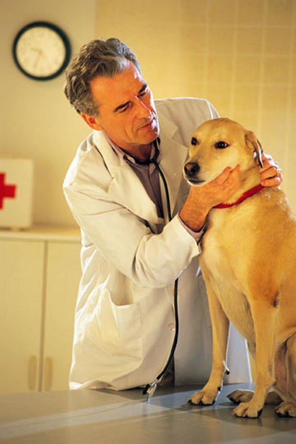 How to treat joints in dogs