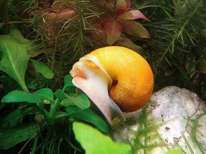 What is the aquarium snail