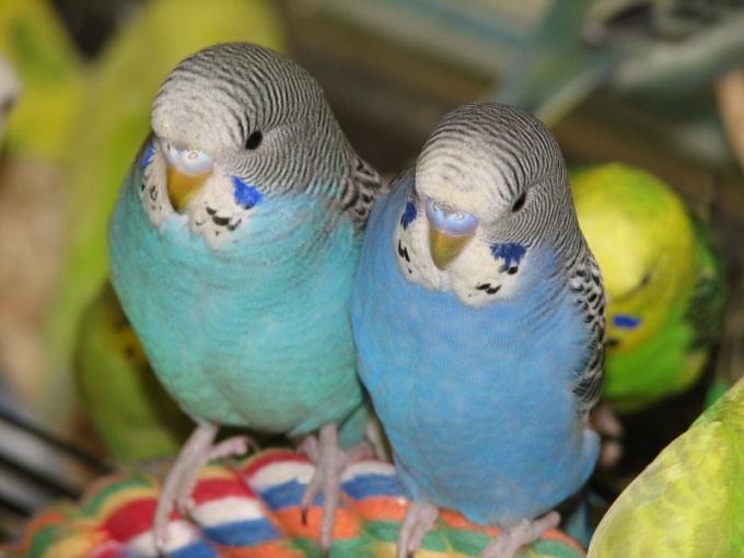 как определить самку от самца волнистого попугая