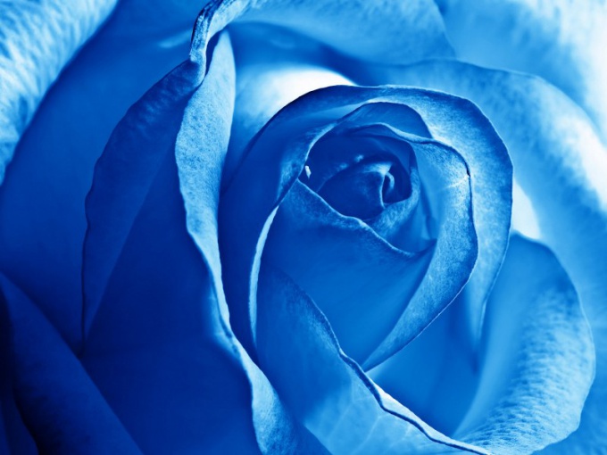 Как сделать голубую розу
