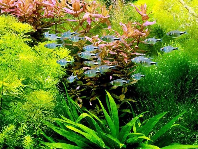 растения для аквариума