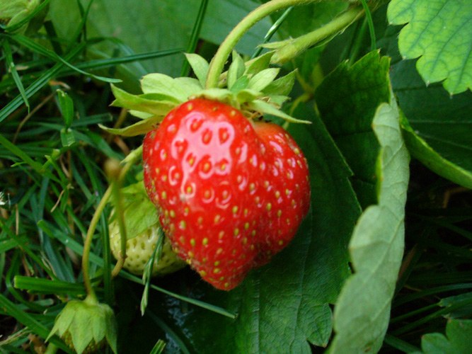 How to grow wild strawberries