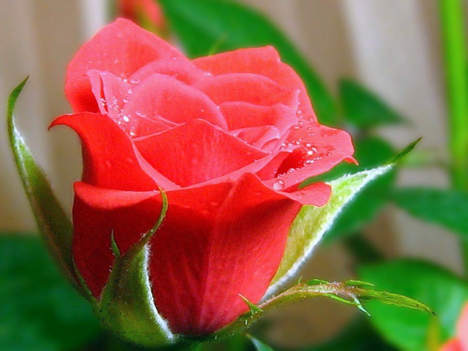 How to sprout cuttings of roses