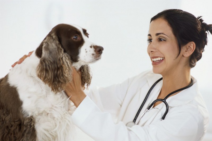 How to treat liver in dogs