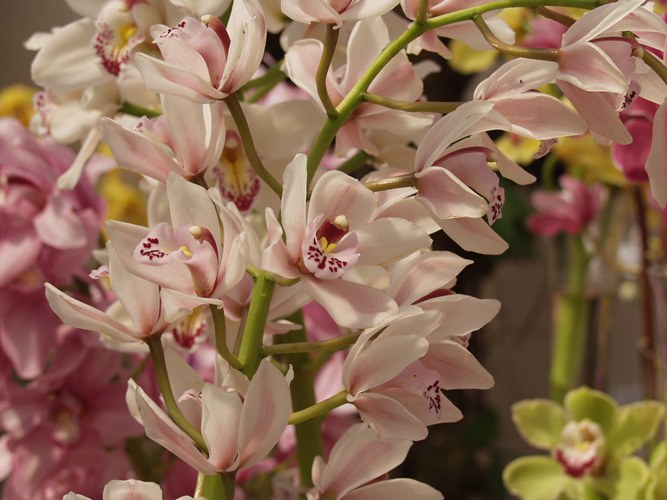 How to make Cymbidium bloom