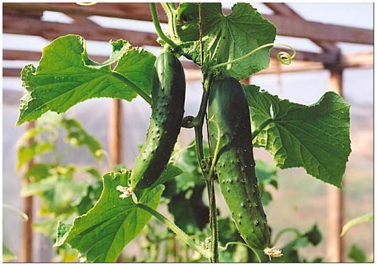 How to grow cucumbers in the winter in greenhouses