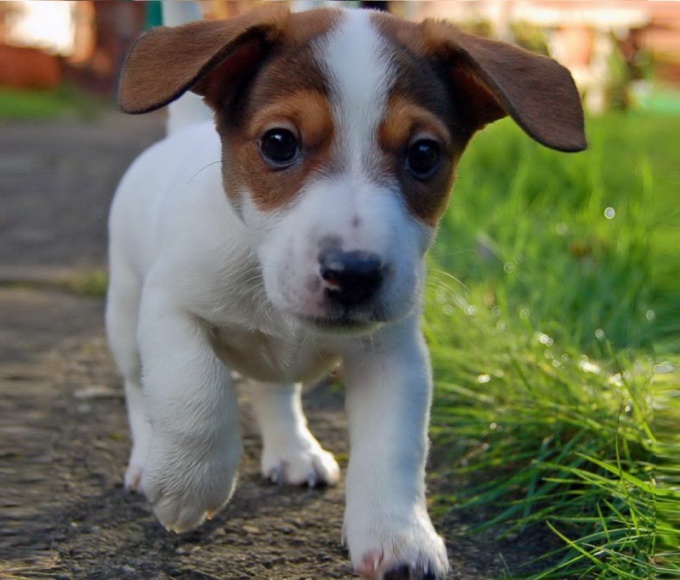 How to raise a puppy Jack Russell Terrier