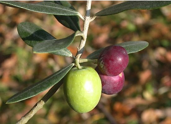 Как вырастить оливковое дерево