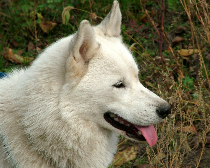 How to feed a Siberian husky