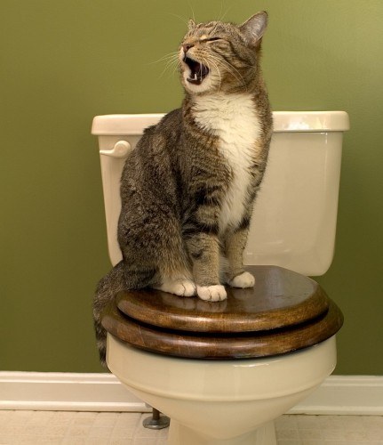 How to teach a kitten to go to the toilet