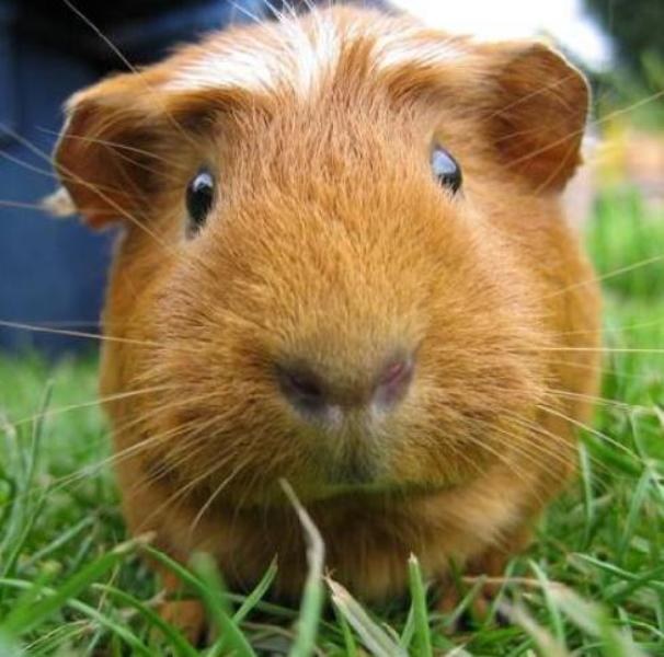 How to furnish a cage for Guinea pigs