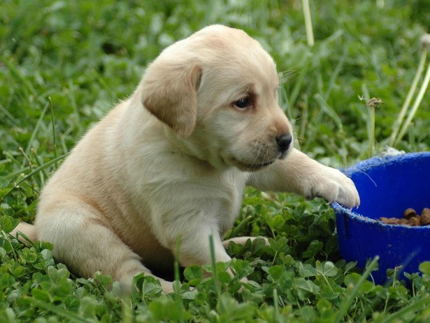 How to feed a puppy of Central Asian shepherd