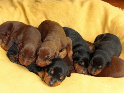 How to feed a Doberman puppy