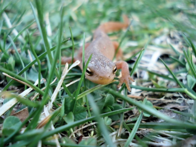 How to distinguish sex of newts
