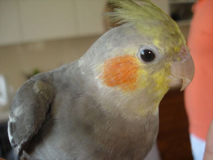 How to teach a parrot to talk-Corell