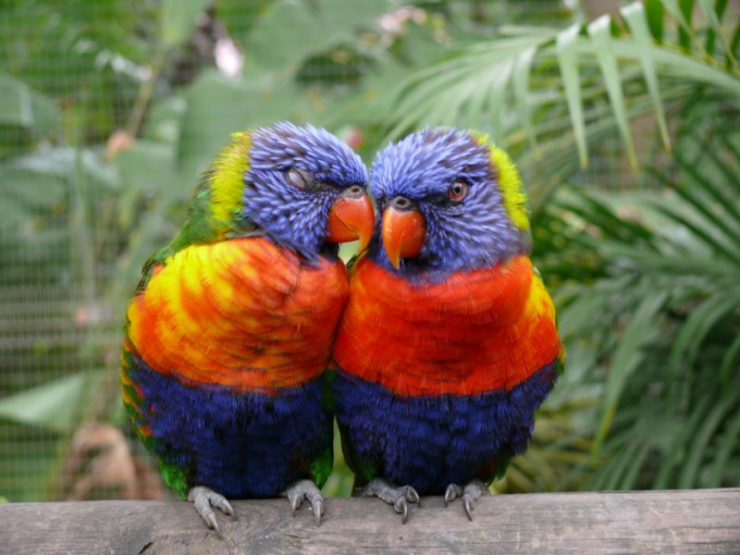 Как отличить попугая неразлучника-самца от самки