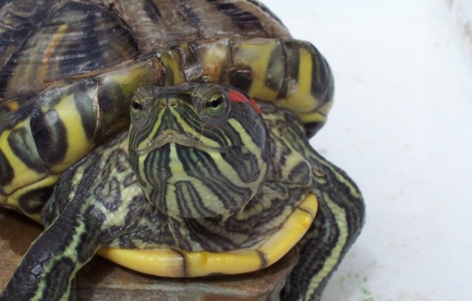 Как лечить глаза у красноухой черепахи