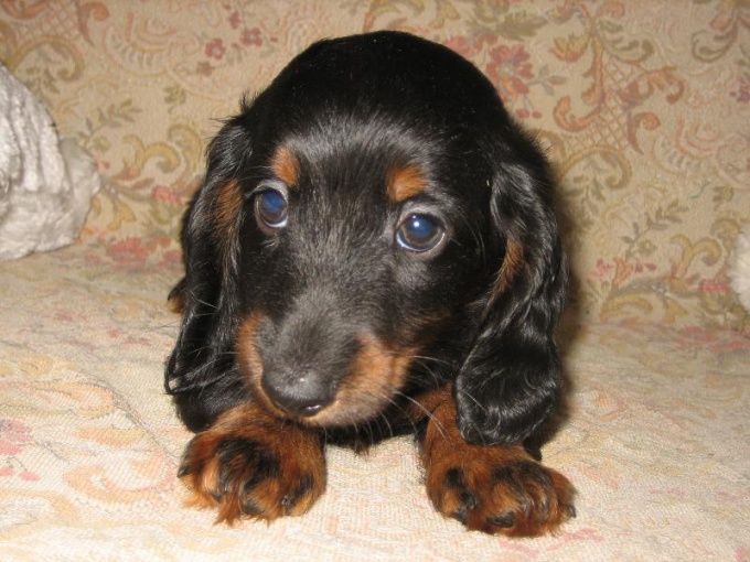 How to wean a Dachshund to chew on everything