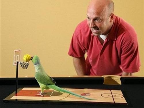 How to teach a parrot to play