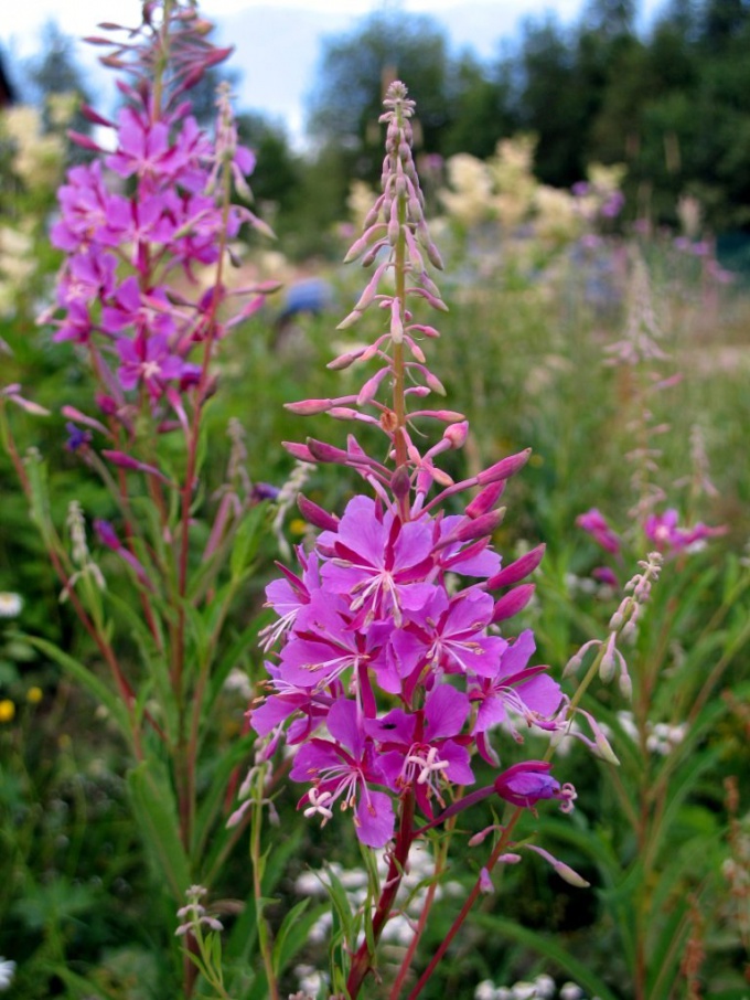 How to gather willow-herb