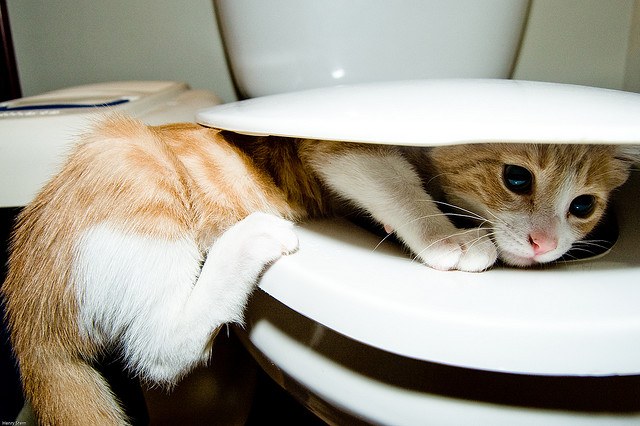 How to teach a kitten to go to the toilet