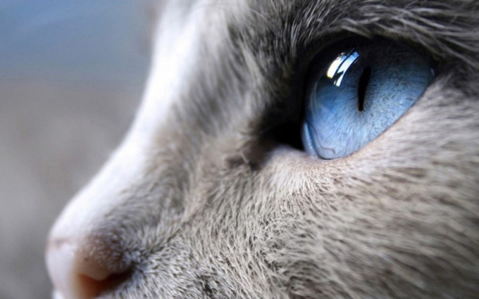 How to treat a cat if she has watery eyes