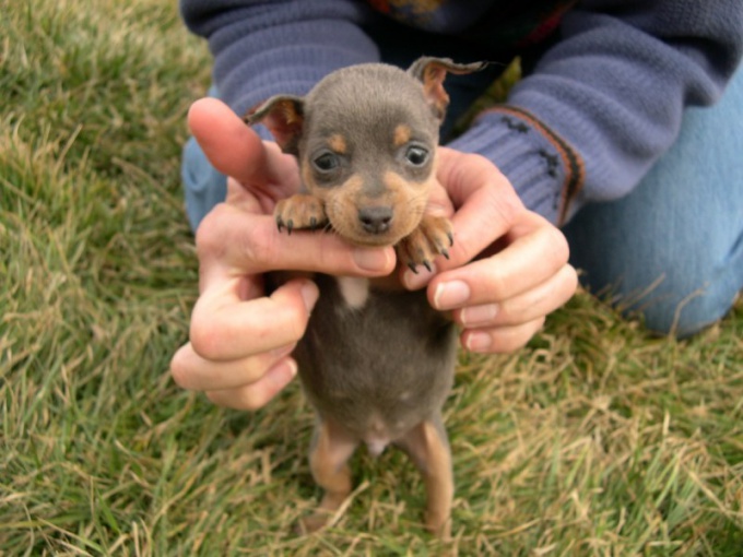 How to feed a puppy miniature Pinscher