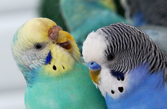 Как определить пол птенца волнистого попугая