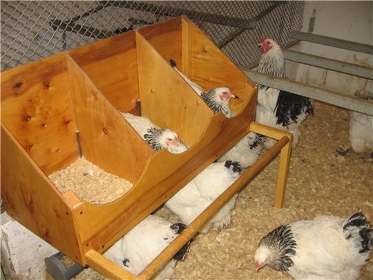Как построить гнездо для кур