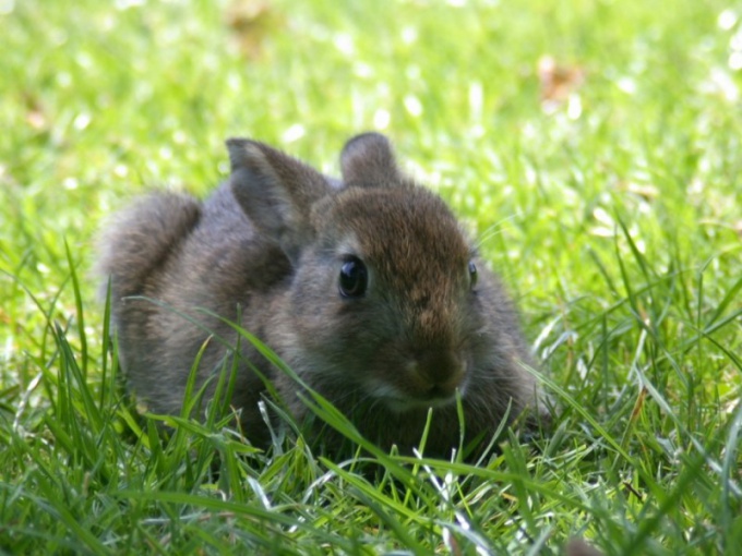 How to recognize the gender of a rabbit